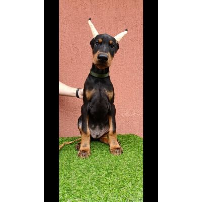 tenci dobermana 